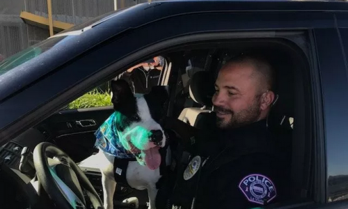 狗狗被警车带走,居然是为了给它找新家!