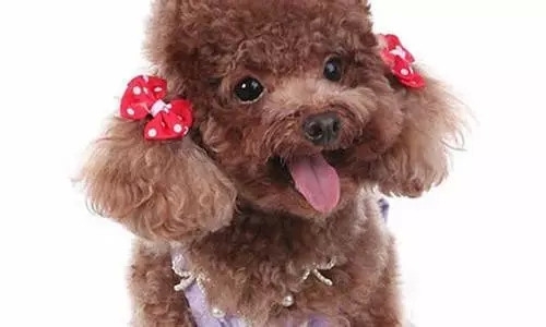 宠物经济火爆,宠物用品及服务行业迎来黄金发展期