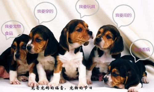 第五届京宠展，宠物衣食住行逛大展！