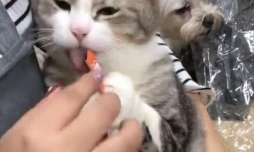 猫咪坐主人怀里吃零食,狗狗在边生气,主人要雨露均沾!