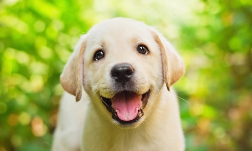 新吃法的宠物行业蛋糕，究竟有多大？