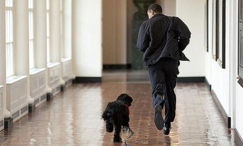 美国“第一宠物”公务繁忙 和总统一样安排行程