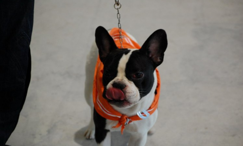 宠物展归来,你淘到宝贝了么