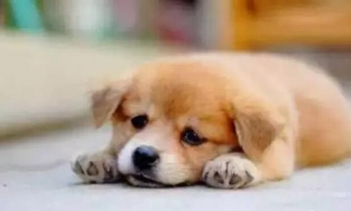 中华田园犬,别让它成为我们的历史