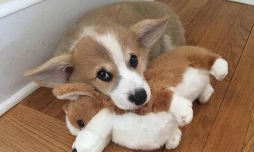 宠物最喜欢不是铲屎官,而是它们