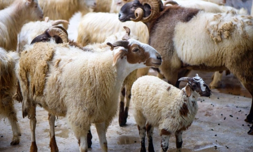 京宠展续写新篇章,宠物行业“领头羊”