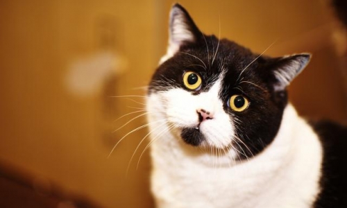 一只整天生活在惊恐之中的猫咪，究竟是因为什么?