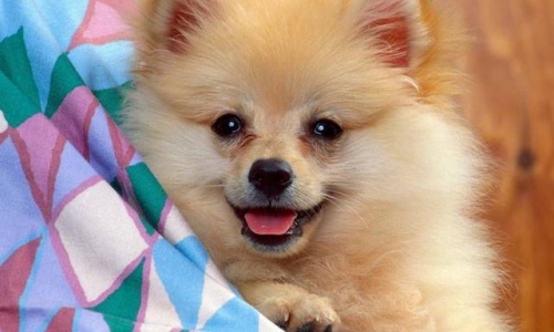 科普篇：狗狗皮肤病要对症下药！