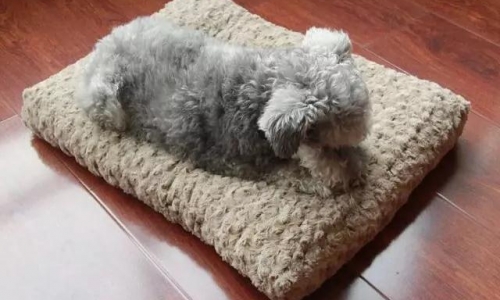 狗狗选择窝垫有讲究,就来京宠展!