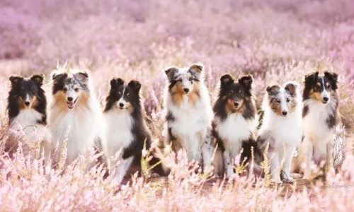 宠物明星影视合作基地落户深圳，全国名宠海选启动 