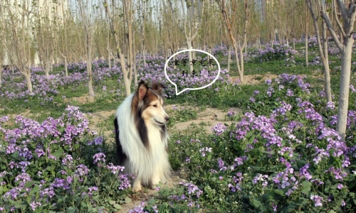 最美人间四月天，便是逛京宠展最好时节！