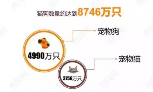 狗VS猫，背后隐藏的数字，你不知道？