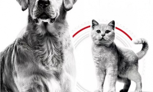 “宠物侦探”成日本新兴职业，多数不专业趁机捞钱 