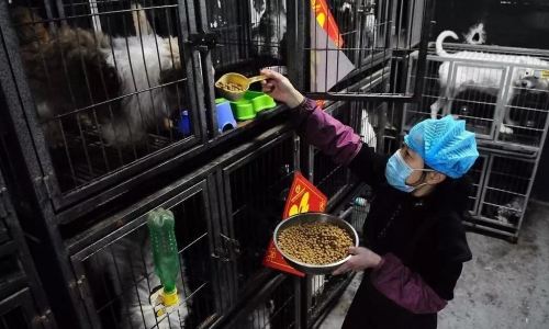 春节假期，成为宠物市场的又一个商机?