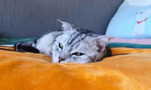 外媒看好中印俄宠物市场发展,中国或成为世界最大宠物市场