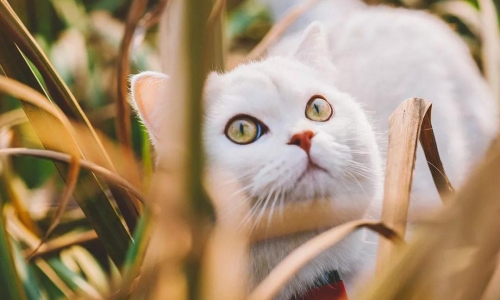 2021年美国宠物市场将突破千亿美元,电商和宠物智能应用成趋势