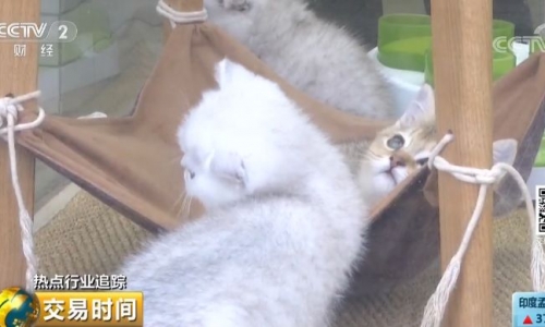 宠物用品企业利润有多高?铲屎官们你一定想知道!