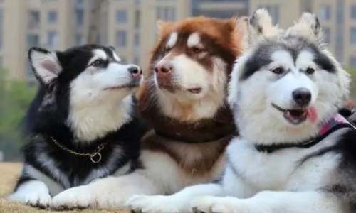 深度揭秘中国2000亿的宠物市场，这个时代，从来不缺赚钱的机会