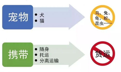 宠物入境新规3个月后，海关总署官宣了这些注意事项