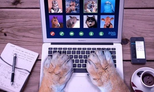 京宠资讯丨科技助力宠物社会治理，众安保险升级数字化养宠时代新思路；江苏银行推出“信用卡萌宠节”活动